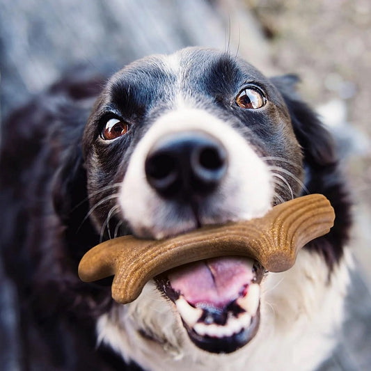 GiGwi Antler Wooden Chew