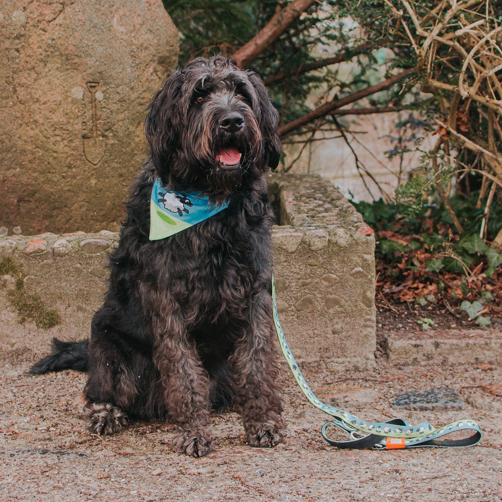 Max and Molly Bandana "Black Sheep"