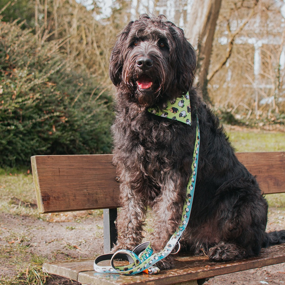 Max and Molly Bandana "Black Sheep"