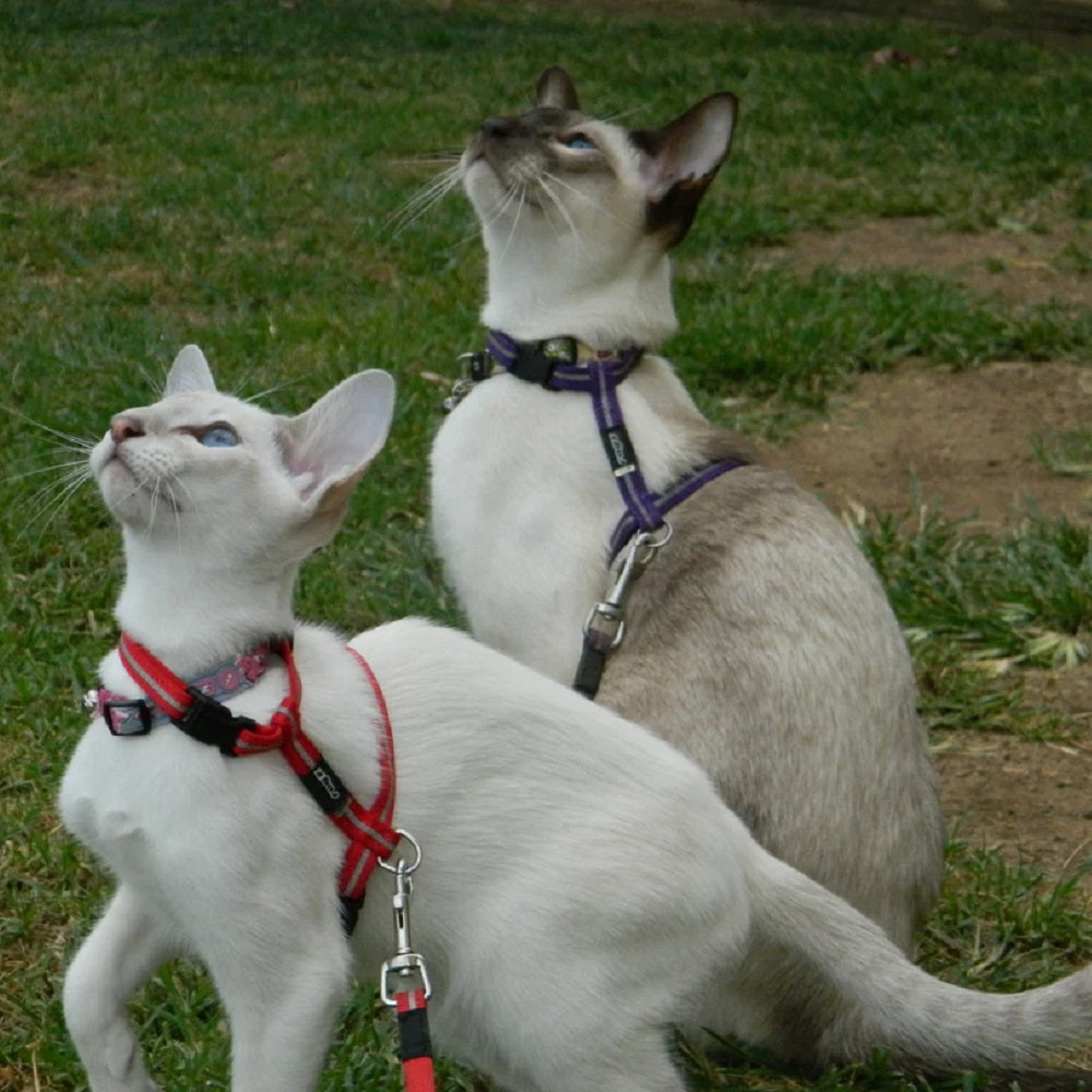 Rogz AlleyCat Leash and Harness Set