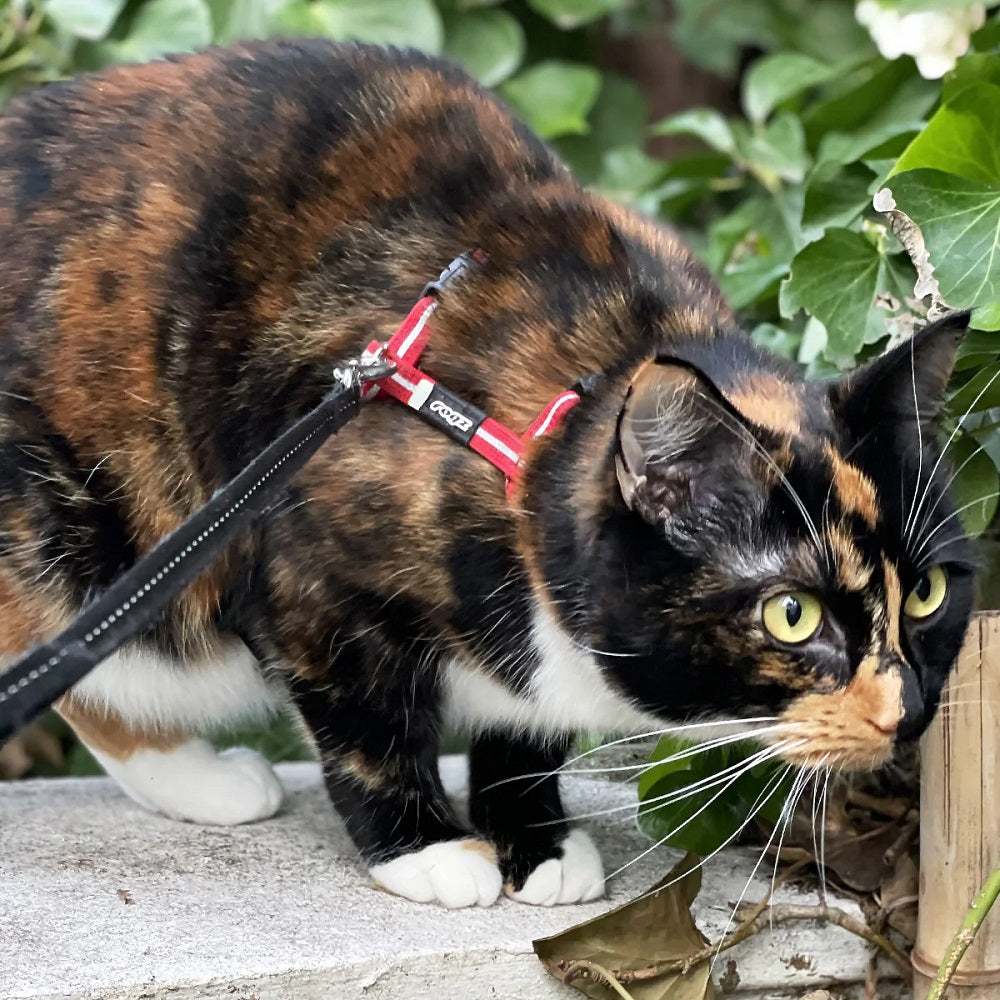 Rogz AlleyCat Leash and Harness Set